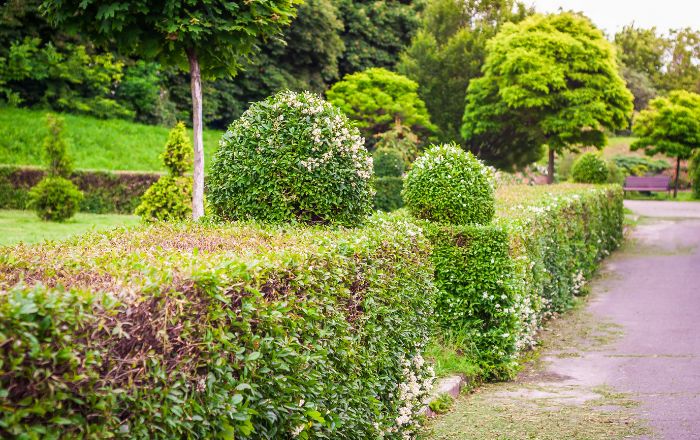 Tree and hedge care work